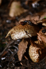 Macro photo of two brown mushrooms with some leaves on top of them 