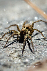 Small brown spider close up picture from the front, when sitting on a rock.