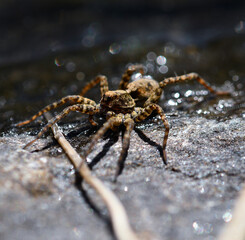 Small brown spider close up picture from the side, when sitting on a rock near by water with a tiny branch in front of him.