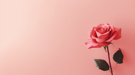 A love background with a red rose. Valentine's day romantic theme