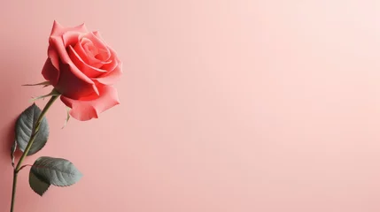 Foto op Canvas A romantic rose on pink background, love theme © MirkanRodi