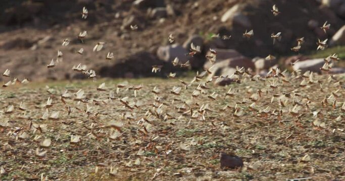 Herd of locusts flies up from field. Locust disaster, living evidence of ecological destruction and threat to agriculture. Millions of locust swarms decimating crops. Climate change, climate emergency