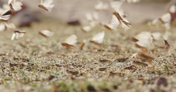Herd of locusts flies up from field. Nasty, disgusting locusts lurking in grass. Shot of huge number of locusts perched in field. Disgusting, loathsome, nauseating pests of all living things