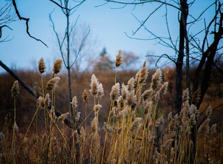 Scenic landscape featuring tall, dry plants standing in front of a backdrop of trees and bushes - obrazy, fototapety, plakaty