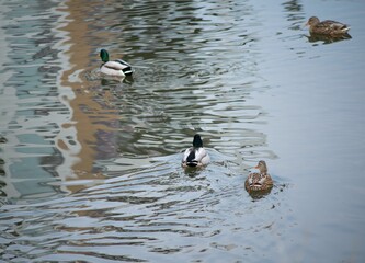 Flock of mallard ducks peacefully floating on a tranquil body of water