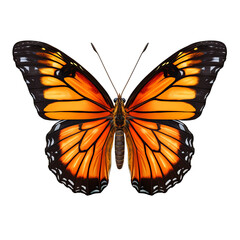 Beautiful Orange Butterfly clipart isolated on transparent background cutout PNG