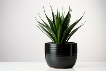 decorative succulent plant in black pot on white table, gray background