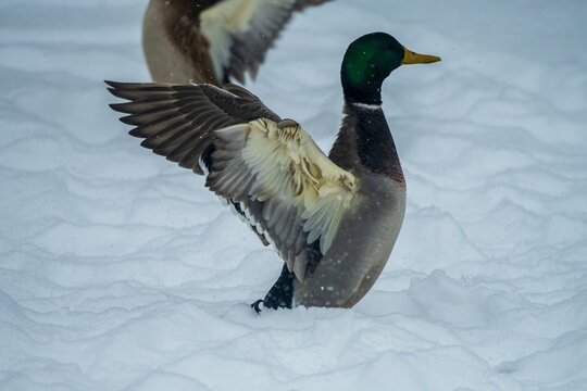Mallard stretching his wings in snow
