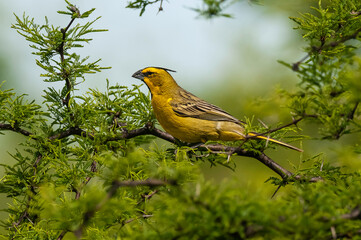 Yellow Cardinal, Gubernatrix cristata, Endangered species in La Pampa, Argentina