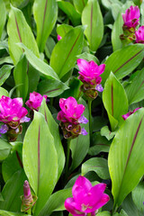 Pink flower of curcuma sessilis gage plant