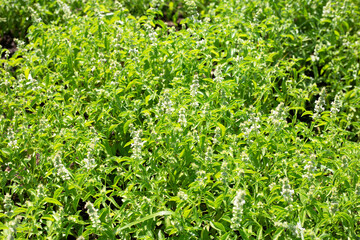 Lemon basil, Hoary basil, Hairy basil