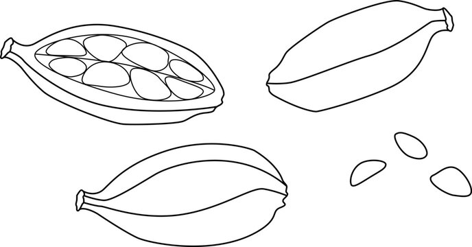 Cardamom pods with seeds, spices - vector linear picture. Outline. Cardamom aromatic spices for cooking - linear picture for coloring
