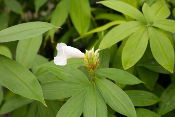 Indian head ginger, Costus speciosus