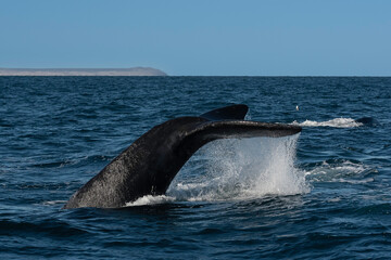 Sohutern right whale tail lobtailing, endangered species, Patagonia,Argentina