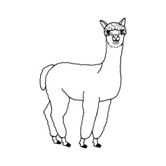 Alpaca. Vector stock illustration eps10. Isolate on a white background, out line.