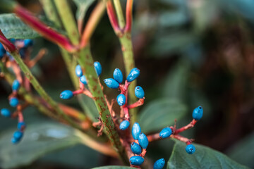 Possibly some kind of Viburnum. (Viburnum Davidii?), observed in the Hague.