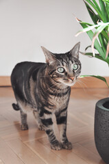 Gato junto a planta en interior