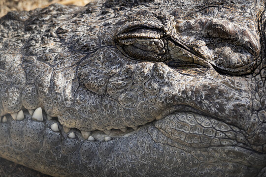 Alligator head detail with closed eye and big teeths