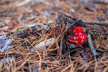 Red fly agaric mushroom in a coniferous forest. Close-up of a mushroom cap with white dots. Selective focus. Amanita muscaria.