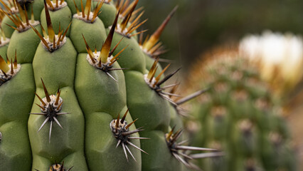 The Intricate Beauty of a Close-Up Cactus