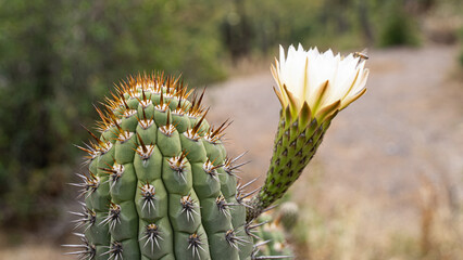 Close-Up of a Cactus on the Desert Summit