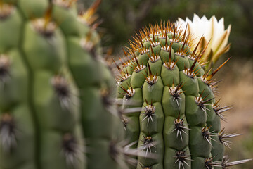 Detailed Focus on a High-altitude Cactus