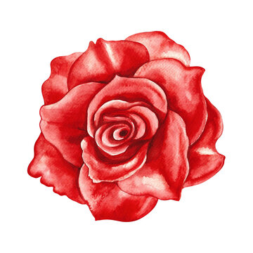 Red blooming rose. Hand-drawn watercolor illustration. A design element of a flower card, a wedding invitation. For packaging and labels, posters and leaflets, prints and banners.