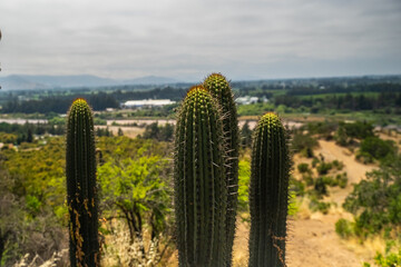  Cactus Haven in the Mountainous Desert