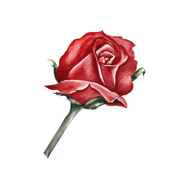 Red blooming rose. Hand-drawn watercolor illustration. A design element of a flower card, a wedding invitation. For packaging and labels, posters and leaflets, prints and banners.