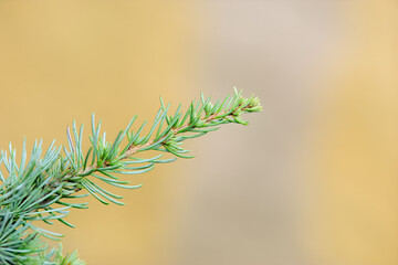 The light blue pine tree swaying in the wind. Holiday tree pine concept.