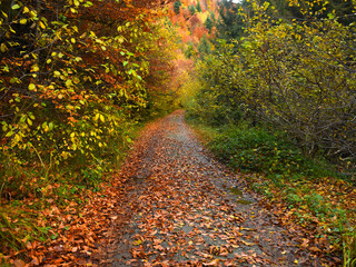 A dirt road winding through a beautiful forest with autumn colored leaves. Vegetation is abundant and colorful. Carpathian Mountains, Romania