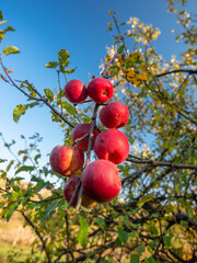 Organic apples growing in a tree in a rural orchard. Autumn season. The tree leaves are still green.