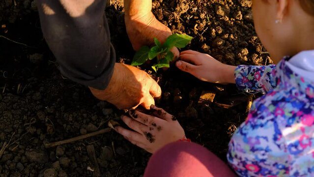A woman plants seedlings in the garden. Selective focus.