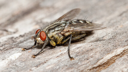 close up of a fly