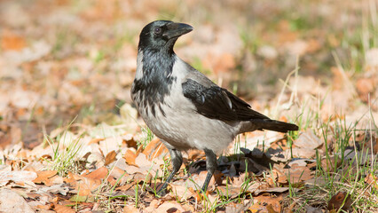 blackbird in the grass