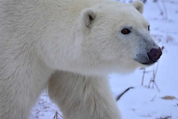 Closeup of a polar bear.