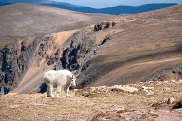 Mountain Goat on the Beartooth highway
