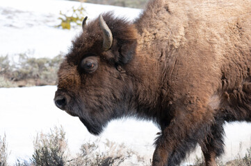 Profile of a bison in Yellowstone National Park.