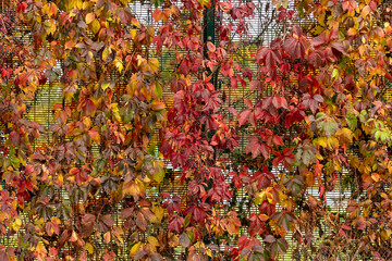 un mur feuilles automne avec les couleur magnifique