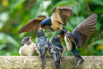 bird, swallow, swallows, nature, wildlife, animal, wild, beak, feathers, birds, beautiful, spring,...