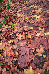 feuilles de automne par terre 