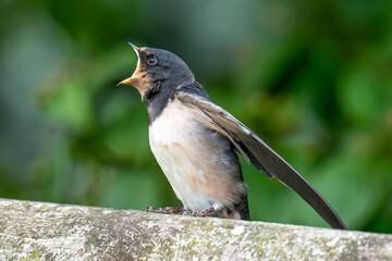 bird, swallow, swallows, nature, wildlife, animal, wild, beak, feathers, birds, beautiful, spring, chicks, fledgling, spring, summer, rural., feather, perched