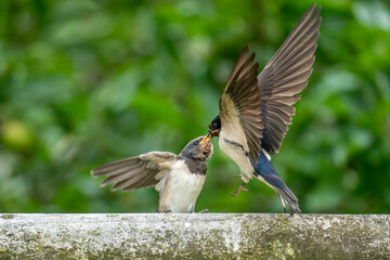 bird, swallow, swallows, nature, wildlife, animal, wild, beak, feathers, birds, beautiful, spring, chicks, fledgling, spring, summer, rural., feather, perched