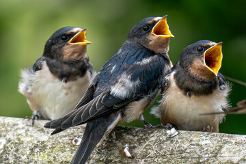 bird, swallow, swallows, nature, wildlife, animal, wild, beak, feathers, birds, beautiful, spring, chicks, fledgling, spring, summer, rural., feather, perched