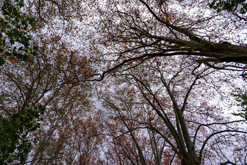 Les arbres d'automne colorés font la beauté du parc