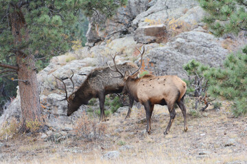 Autumn Capture Of Pair Of Bull Elk Grazing In Rocky Mountain National Park