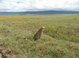 Gepard in Ngorongoro Crater, Tanzania, sitting in a grassland looking for prey