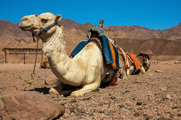 A caravan of camels rests in the desert against the backdrop of high mountains. Egypt