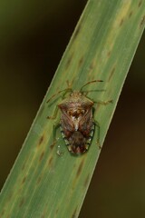 Vertical closeup on a parent bug, Elasmucha grisea sitting on a green leaf