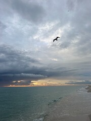 Fototapeta na wymiar Seagull silhouette at sunrise Atlantic Ocean Miami Beach 